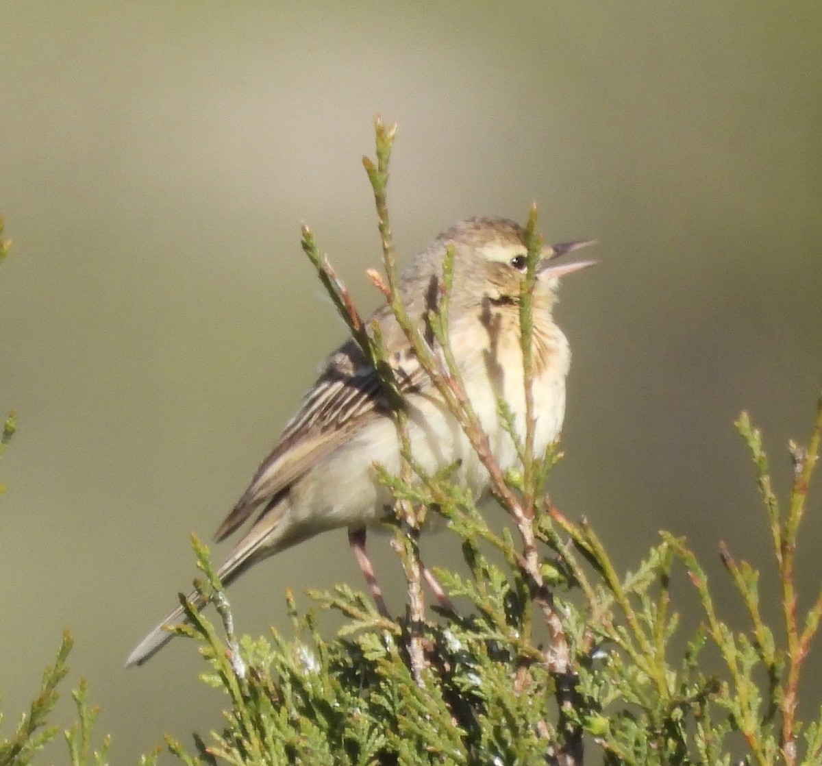 Tawny Pipit - ML618720679