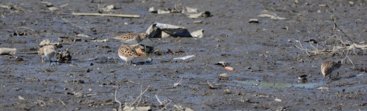 Least Sandpiper - Cathy Pasterczyk