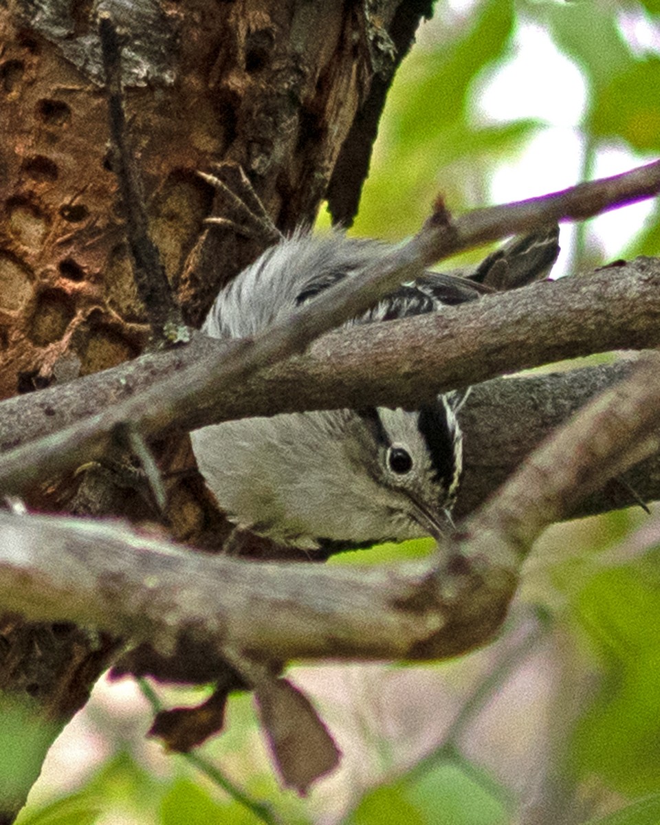 Black-and-white Warbler - Don Marsh