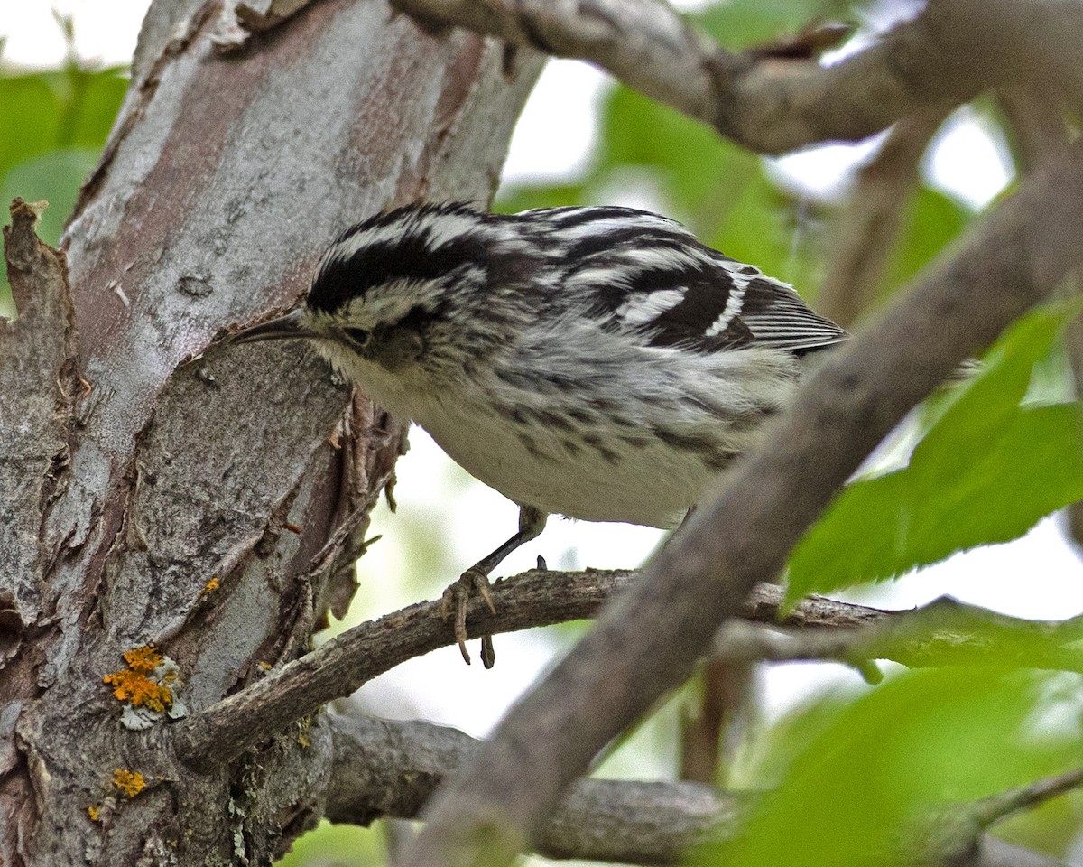 Black-and-white Warbler - Don Marsh