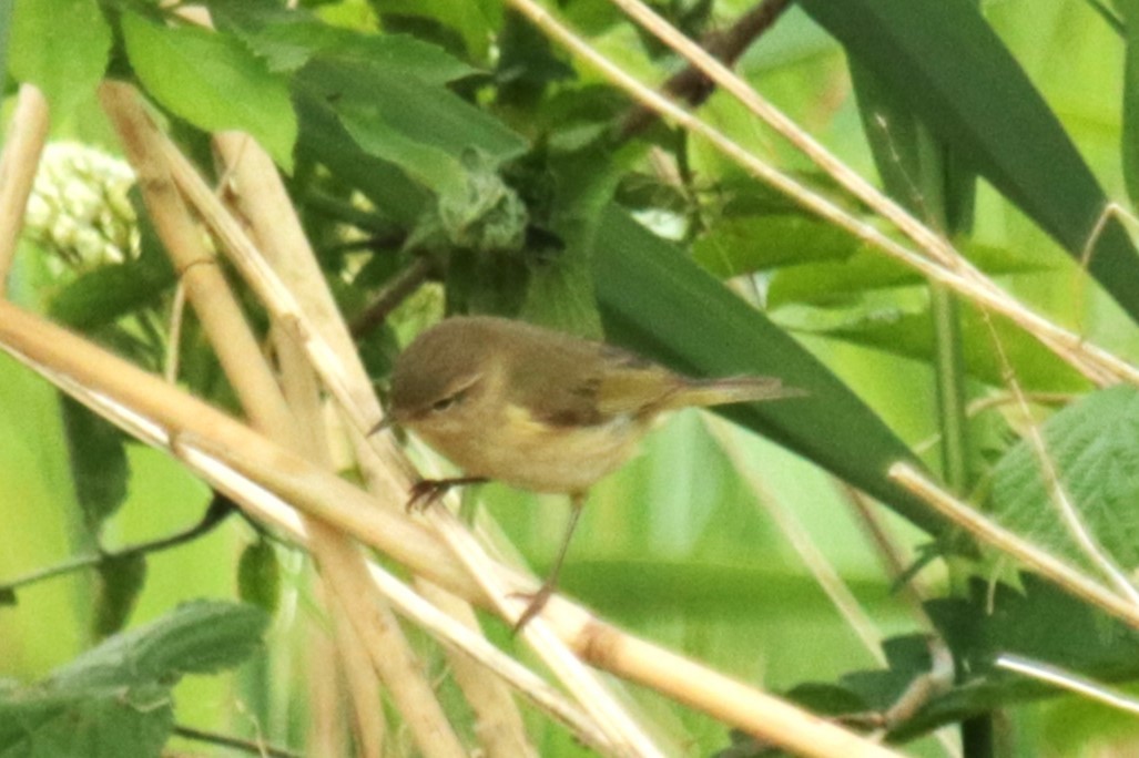 Common Chiffchaff - Jan Roedolf