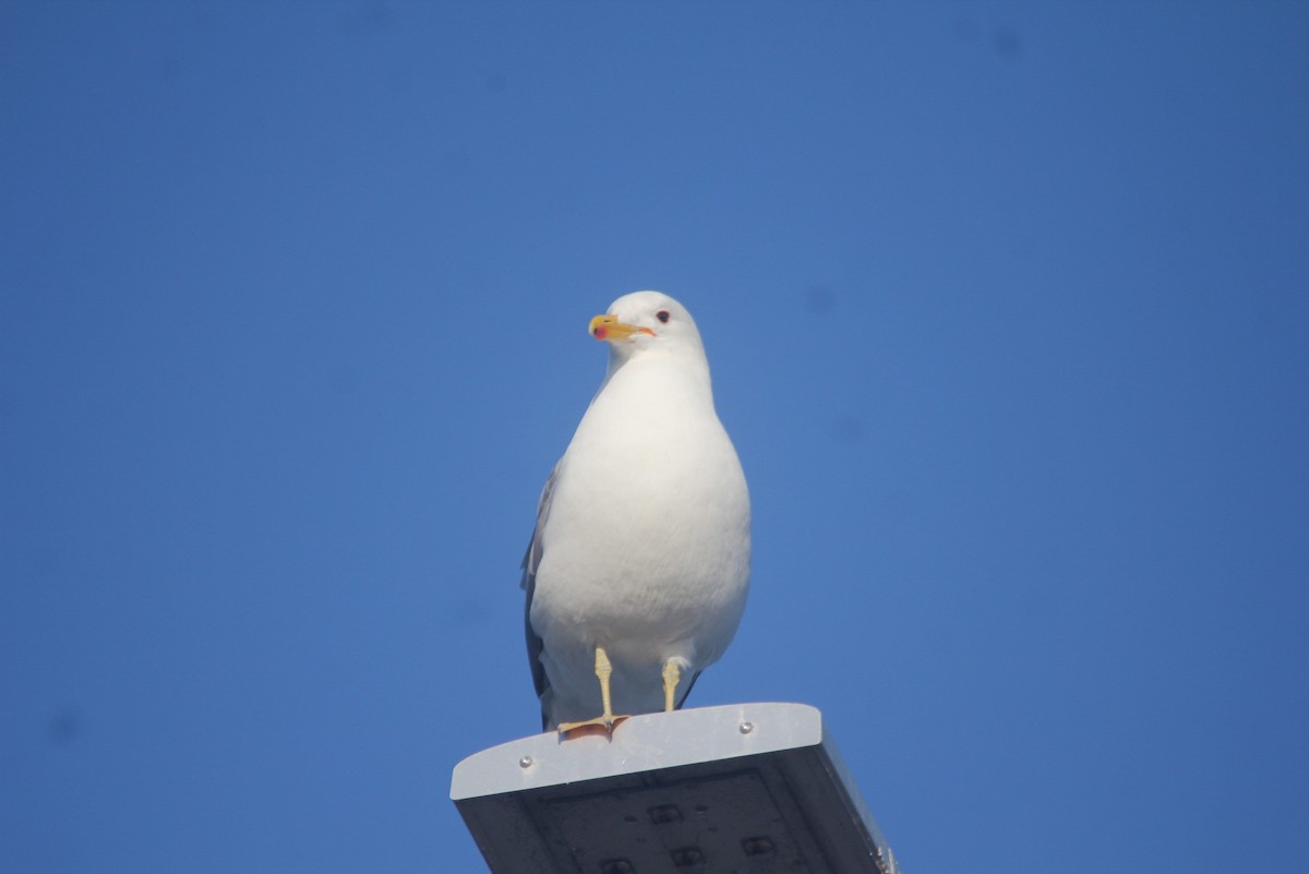 California Gull - kenneth reyes