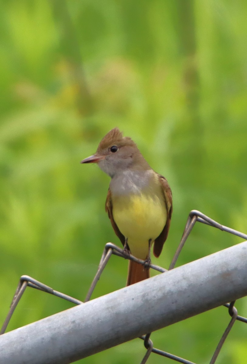 Great Crested Flycatcher - ML618720753