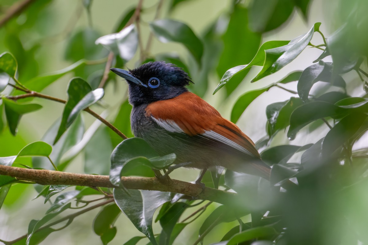 African Paradise-Flycatcher - ML618720754