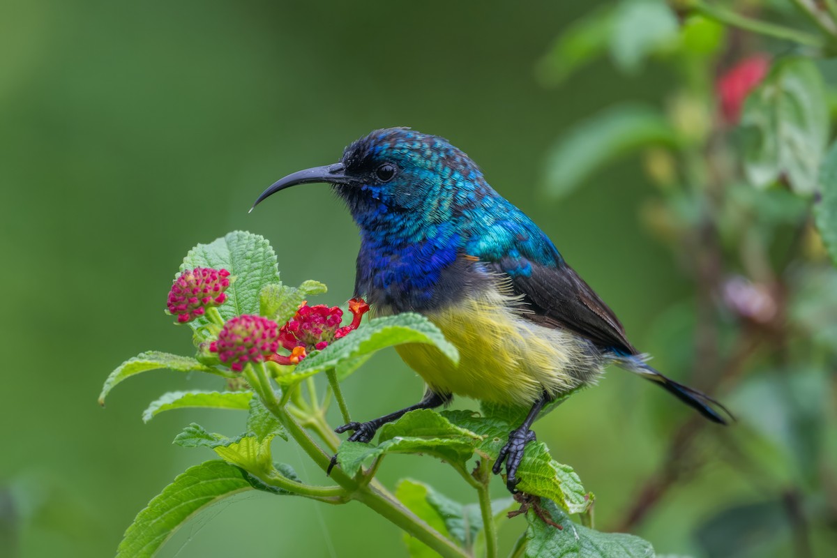 Variable Sunbird - ML618720764