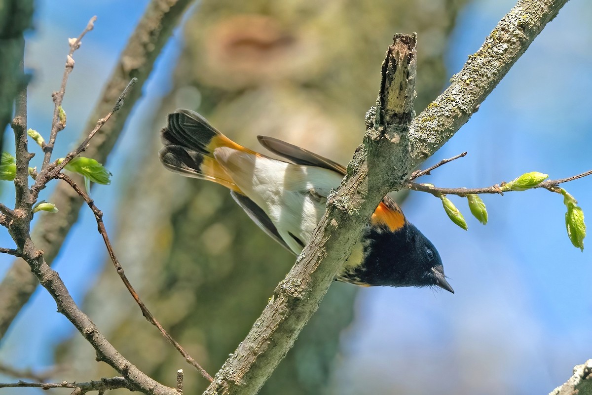 American Redstart - ML618720779