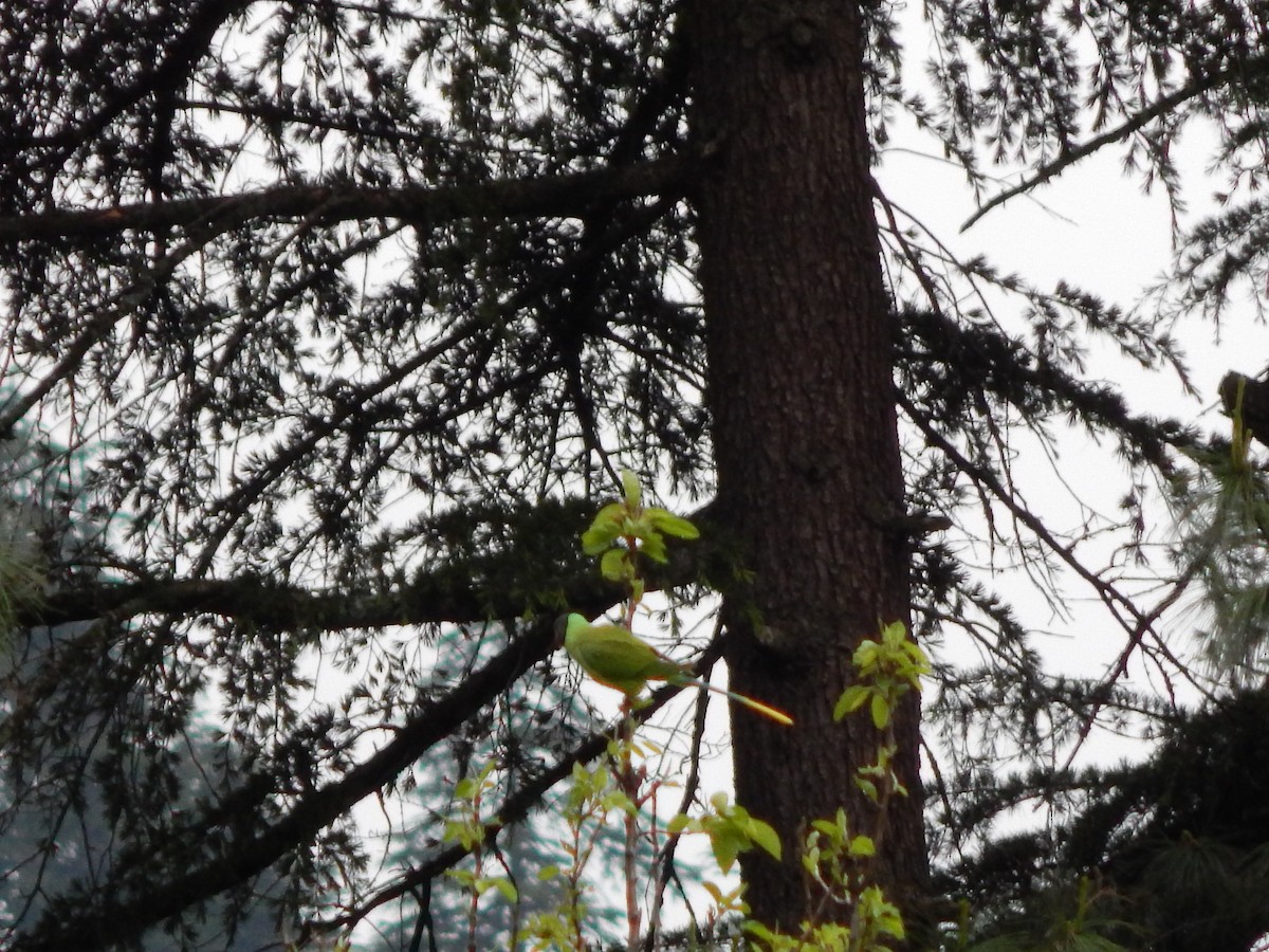 Slaty-headed Parakeet - Azan Karam