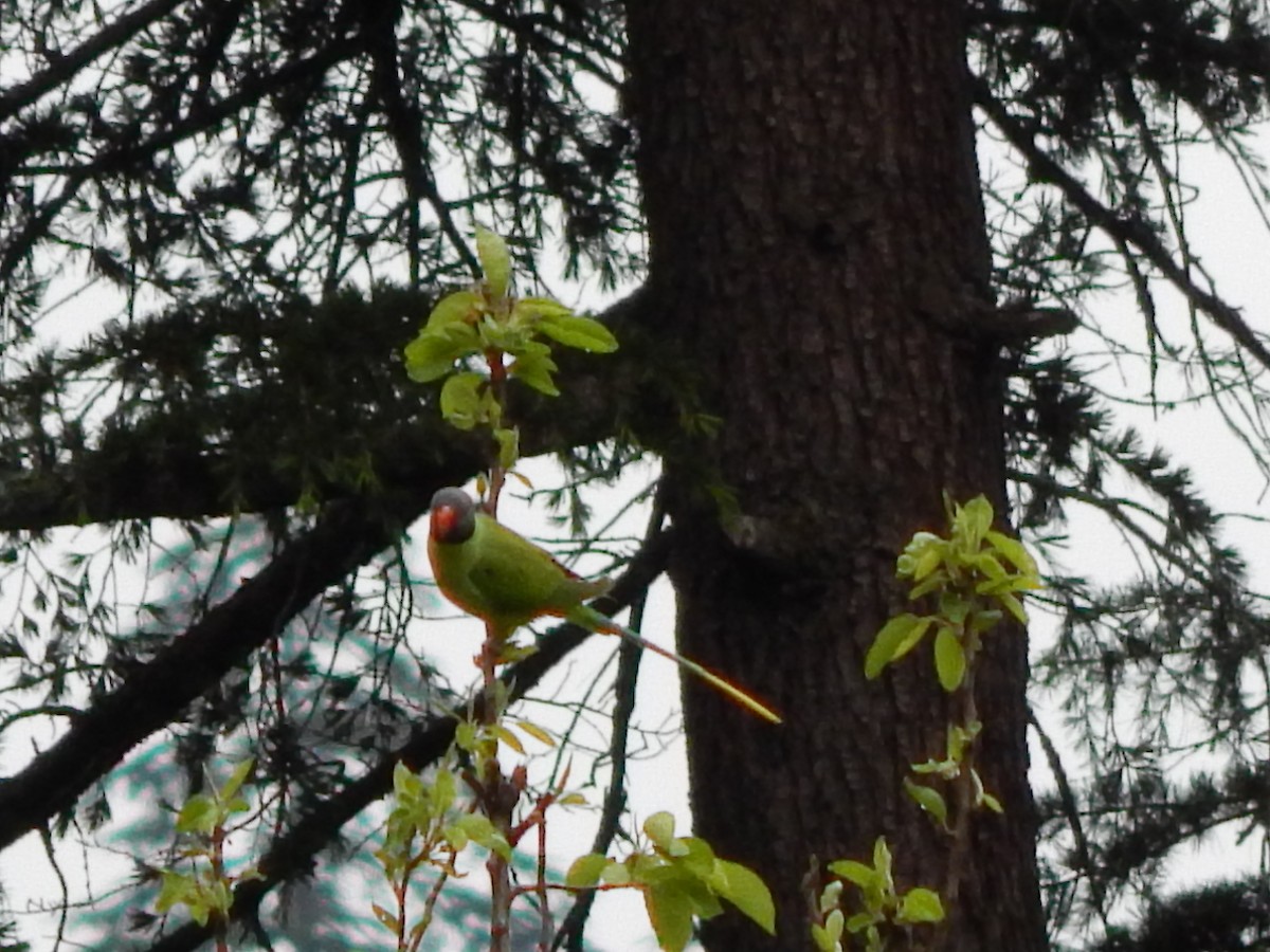 Slaty-headed Parakeet - Azan Karam