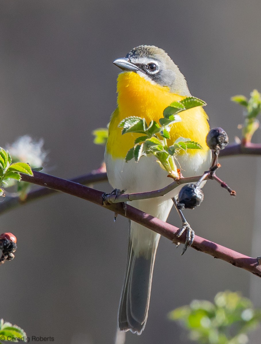 Yellow-breasted Chat - Ceredig  Roberts