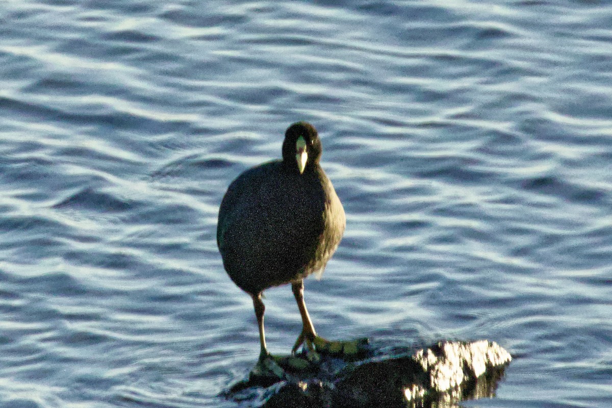 Red-gartered Coot - Lee Burke