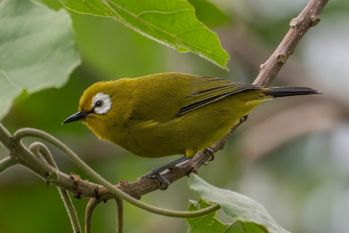 Kilimanjaro White-eye - ML618720837