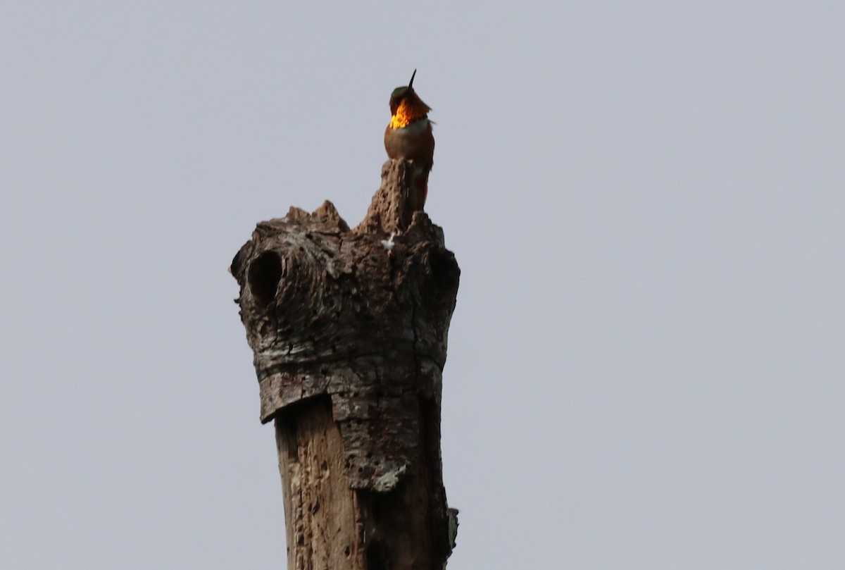 Colibrí de Allen - ML618720839