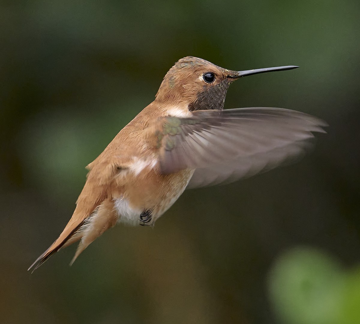 Rufous Hummingbird - ML618720842