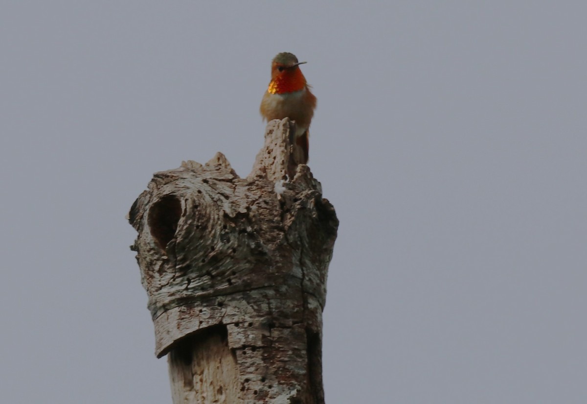 Colibrí de Allen - ML618720849