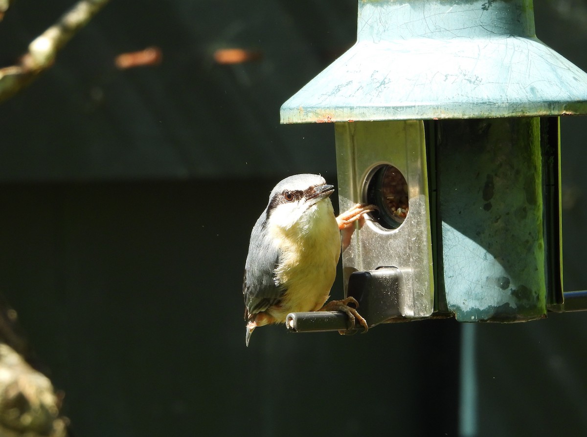 Eurasian Nuthatch - Stephen Matthews