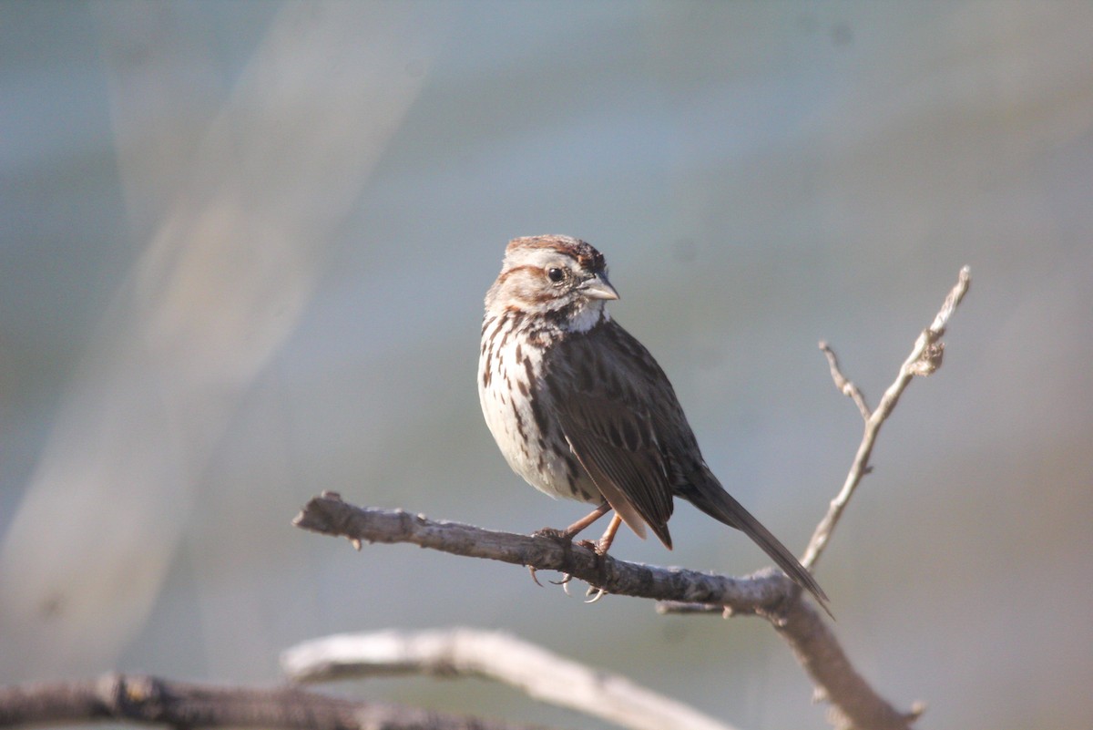 Song Sparrow - kenneth reyes