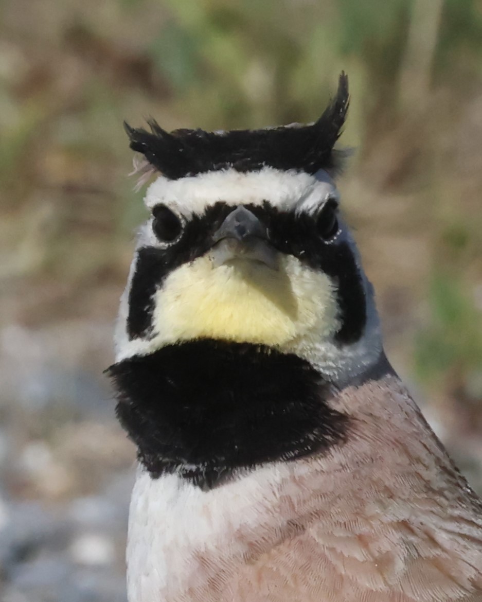 Horned Lark (Eastern dark Group) - ML618720881