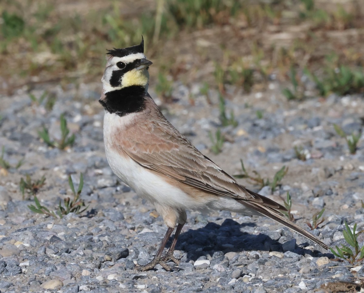 Horned Lark (Eastern dark Group) - ML618720884