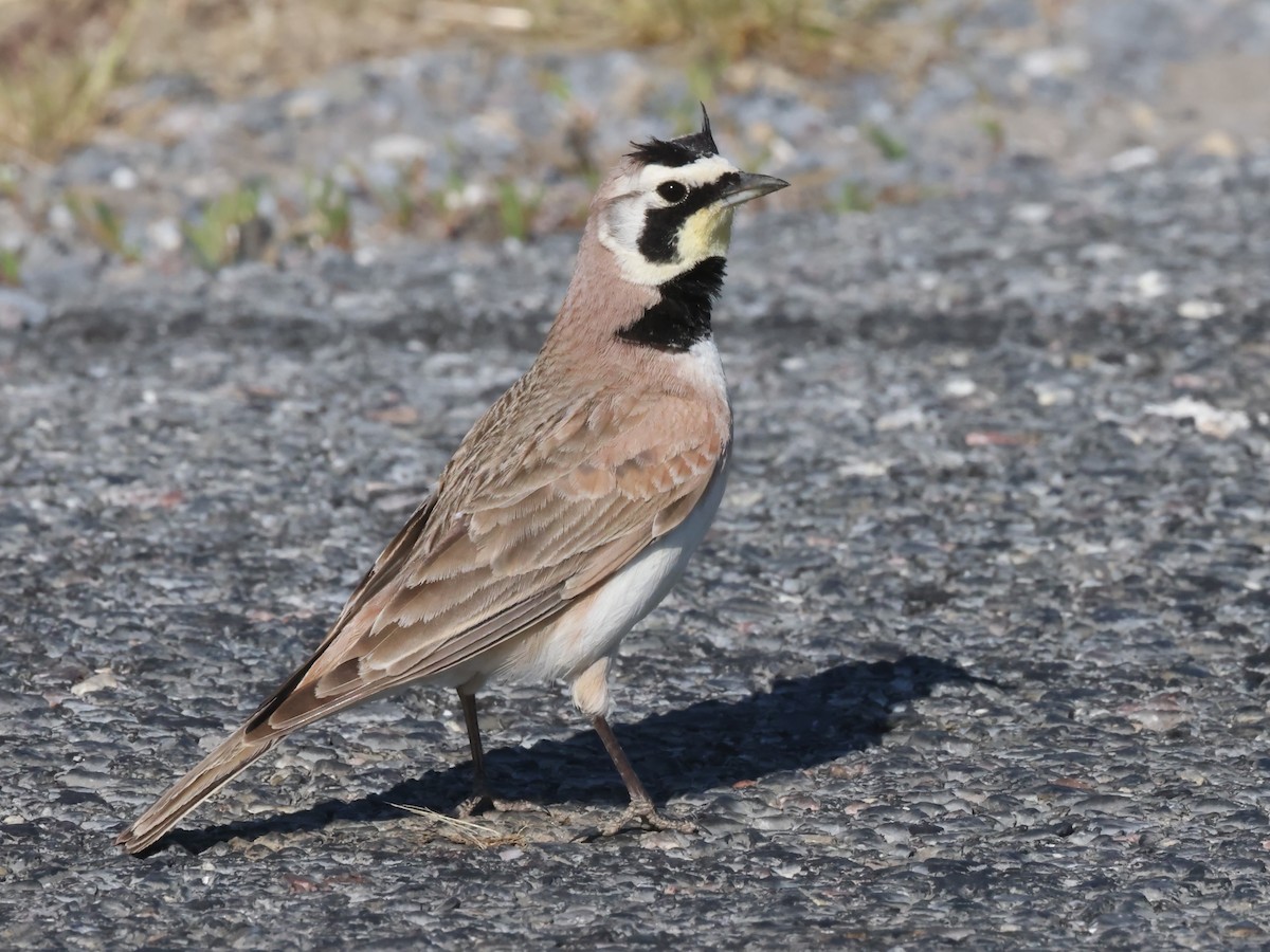 Horned Lark (Eastern dark Group) - ML618720885