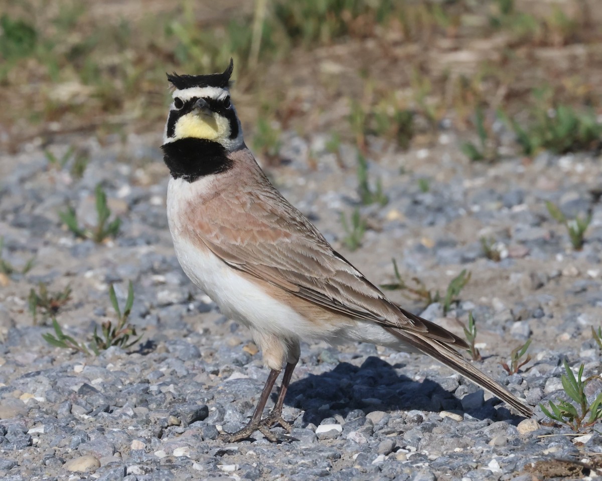 ハマヒバリ（alpestris グループ） - ML618720886