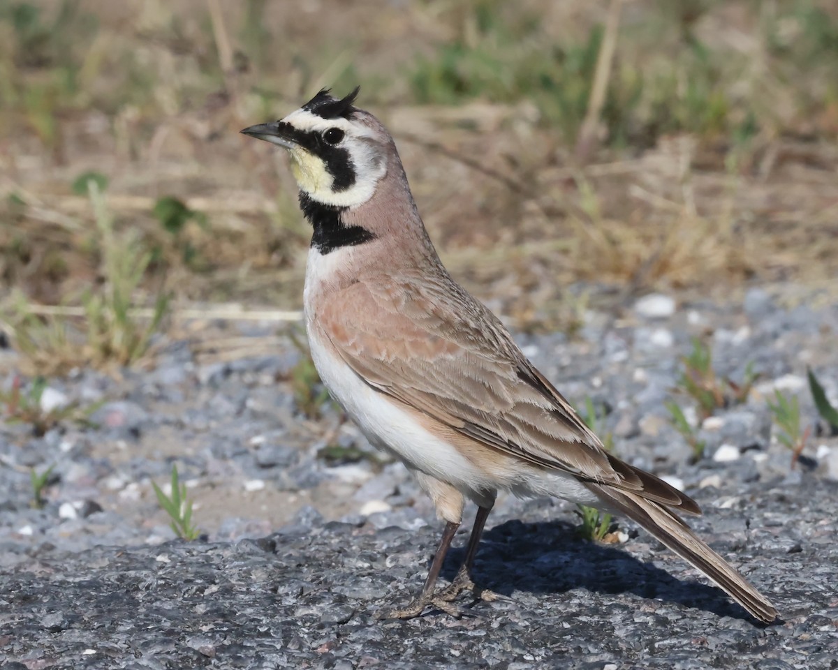 ハマヒバリ（alpestris グループ） - ML618720887