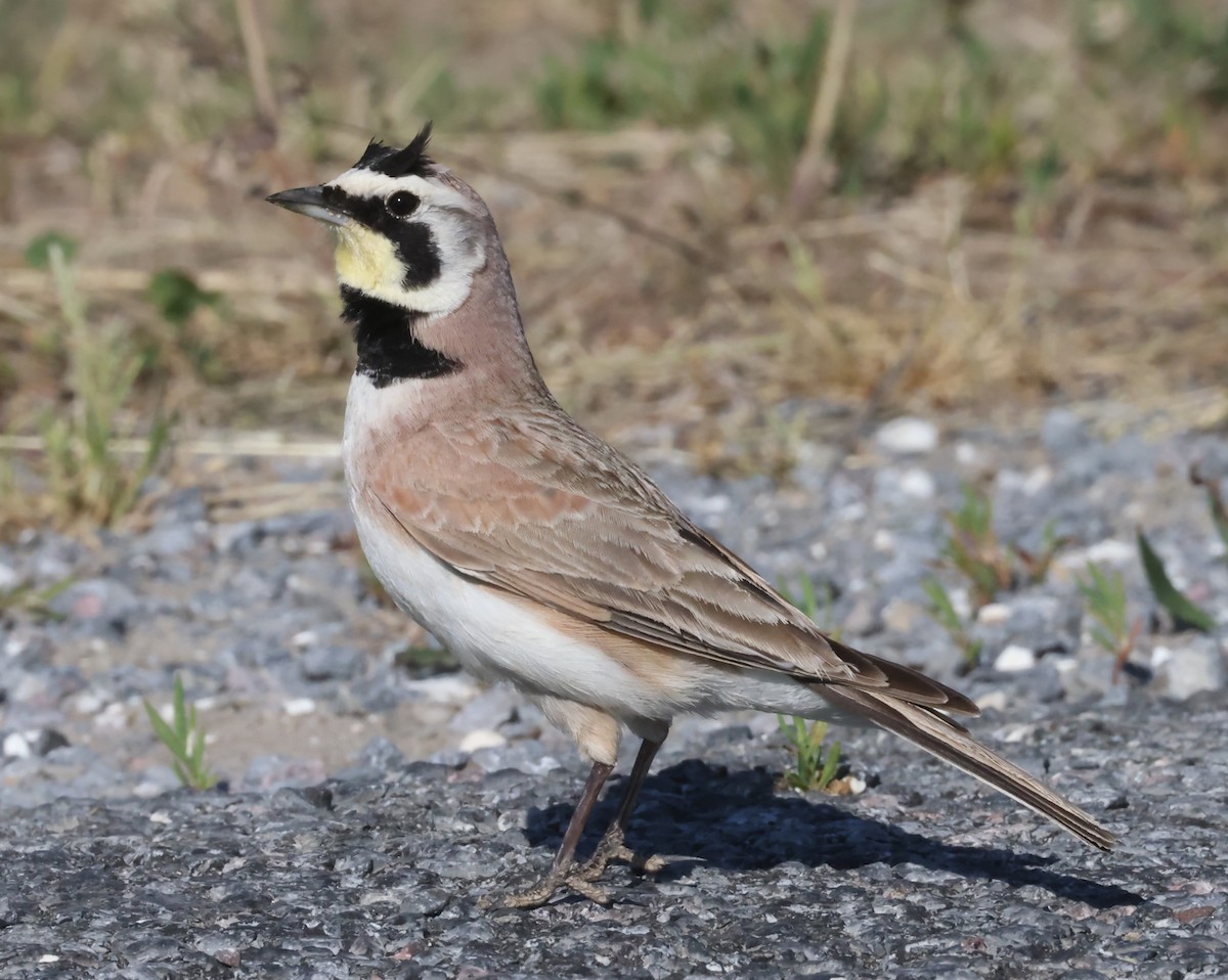 ハマヒバリ（alpestris グループ） - ML618720888