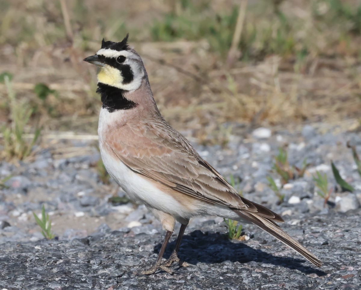 Horned Lark (Eastern dark Group) - ML618720889