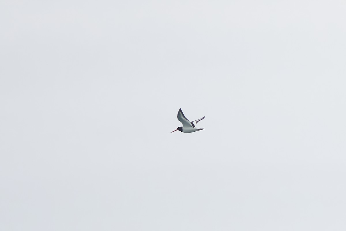 Eurasian Oystercatcher - ML618720899