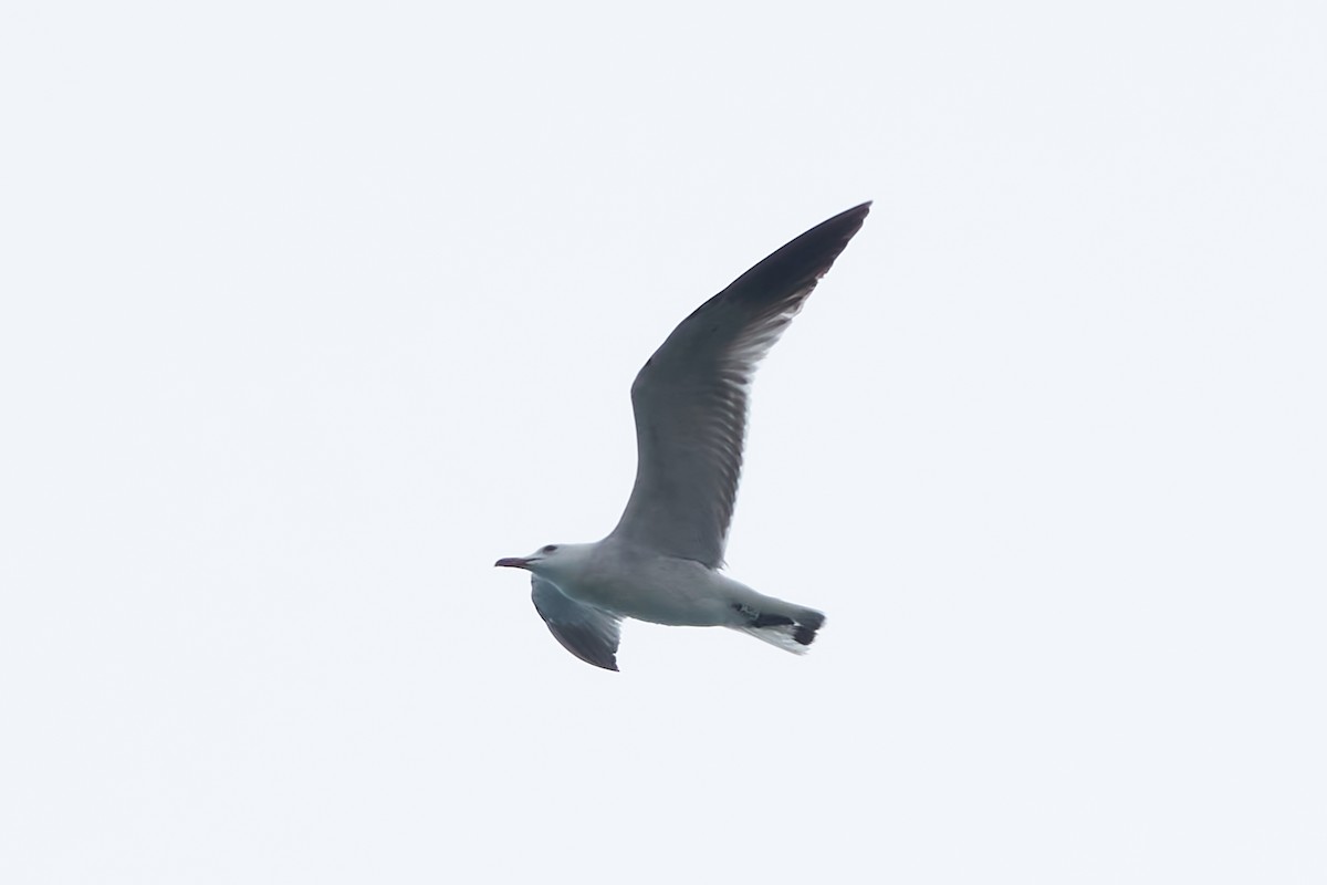 Audouin's Gull - ML618720918