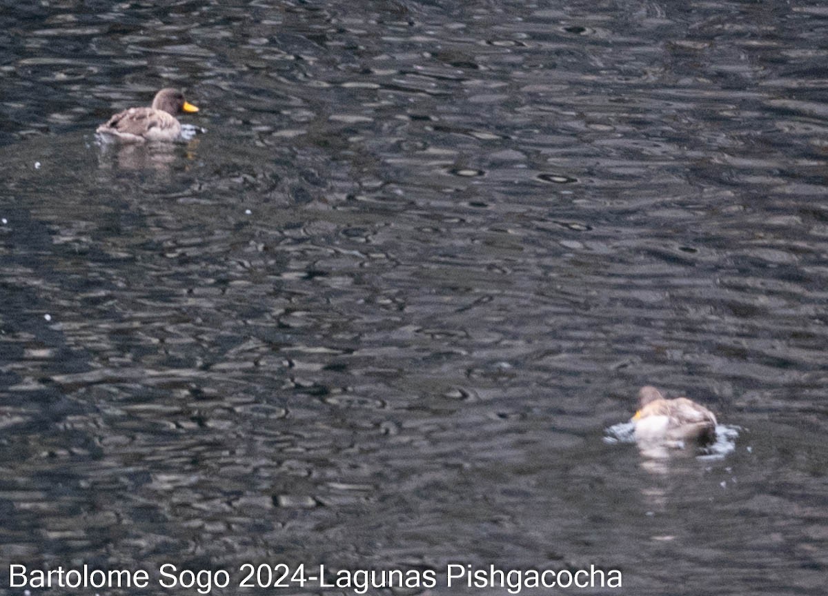 Yellow-billed Teal - Bartolome Soto