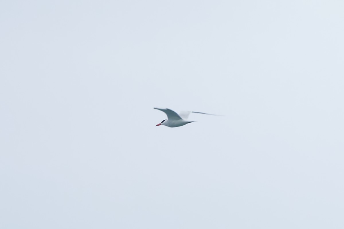 Caspian Tern - Luis Manso