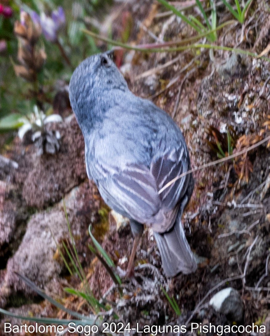 Plumbeous Sierra Finch - Bartolome Soto