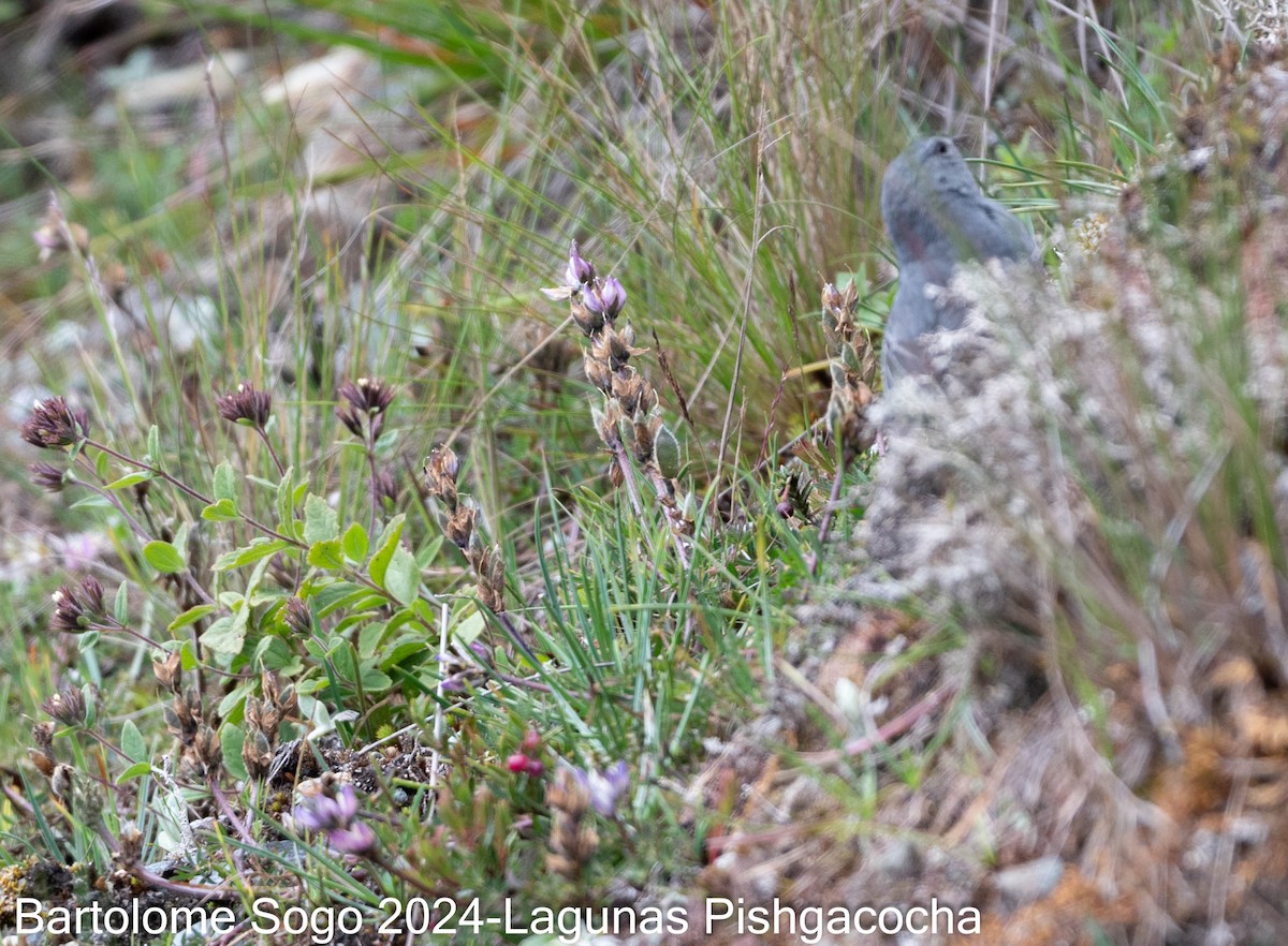 Plumbeous Sierra Finch - Bartolome Soto