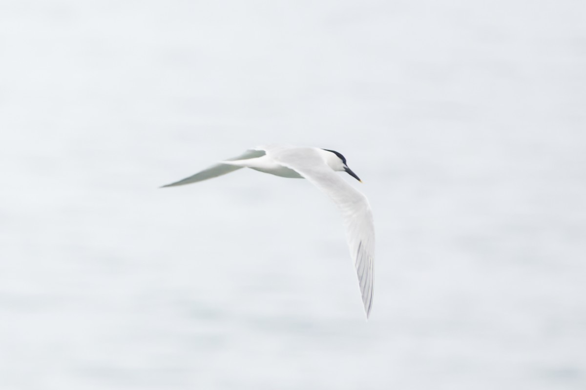 Sandwich Tern - Luis Manso