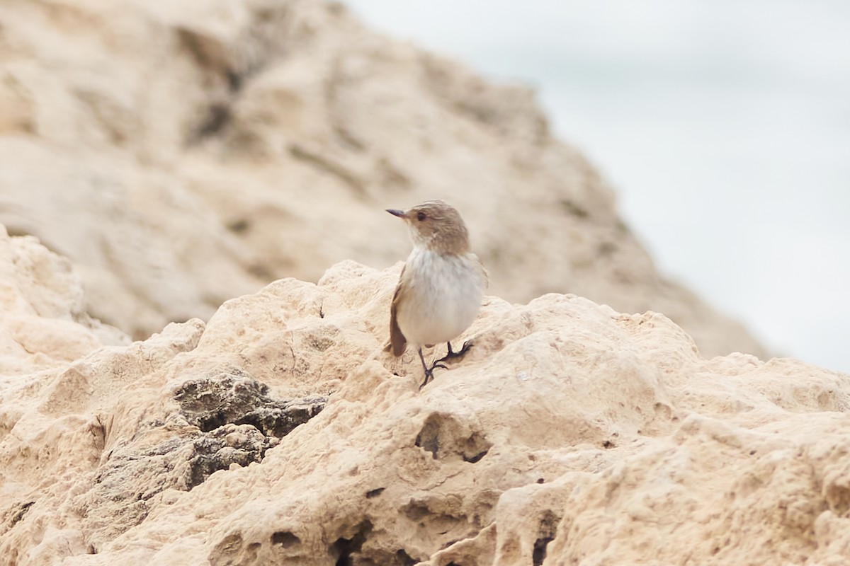 Spotted Flycatcher - ML618720979