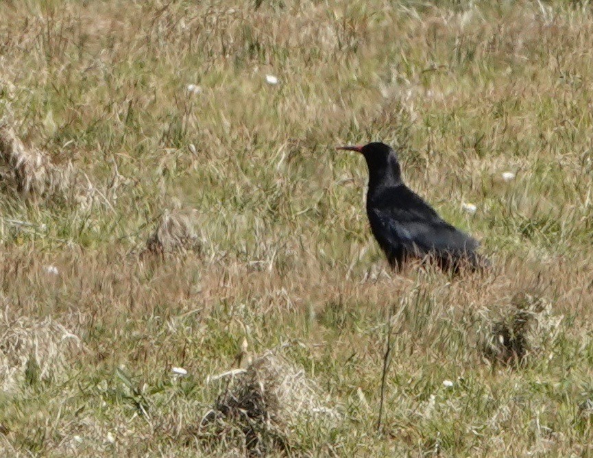 Red-billed Chough - ML618720985