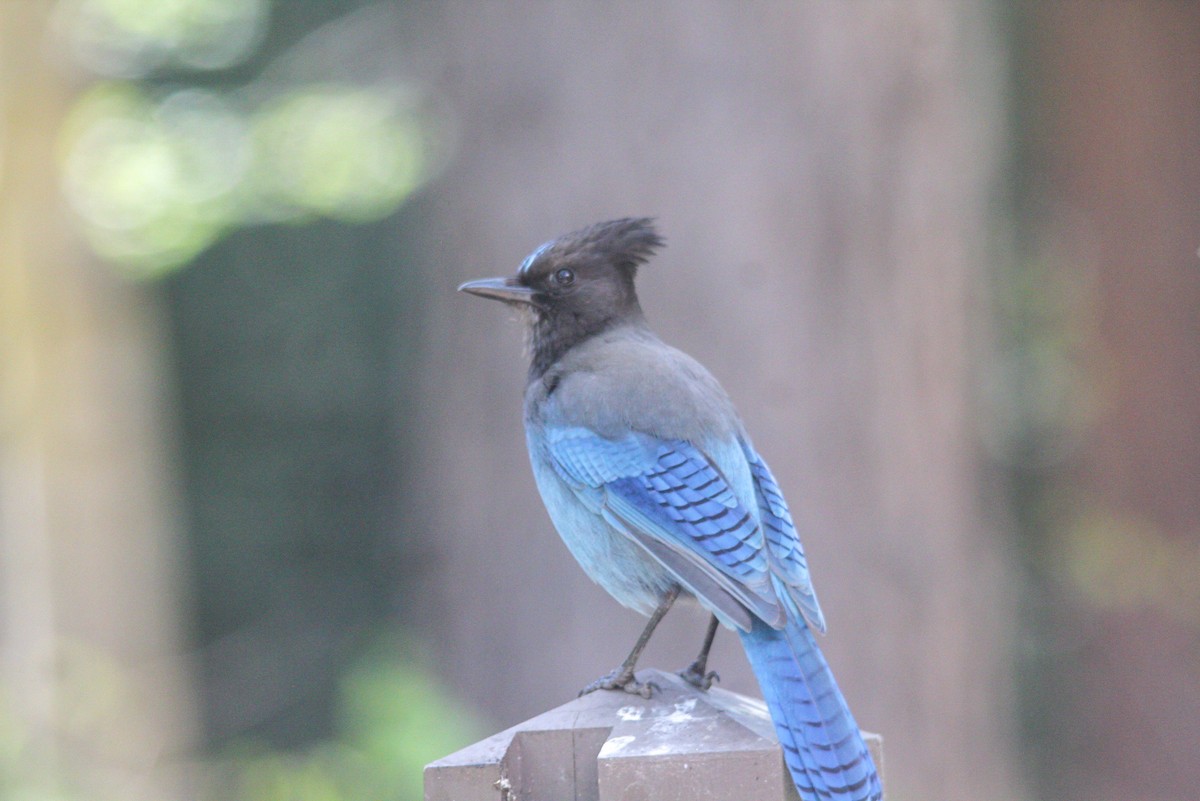 Steller's Jay - kenneth reyes