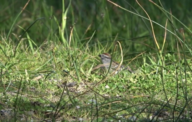 Chipping Sparrow - ML618720999