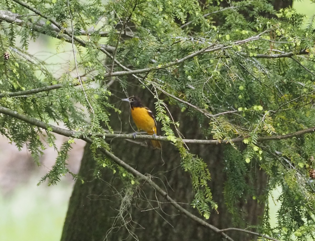 Baltimore Oriole - Anthony Gehman