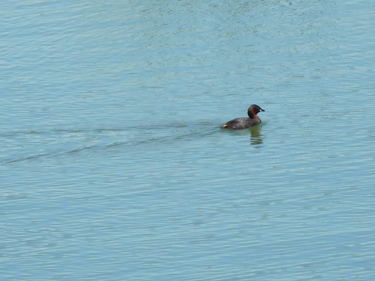 Little Grebe - ML618721027