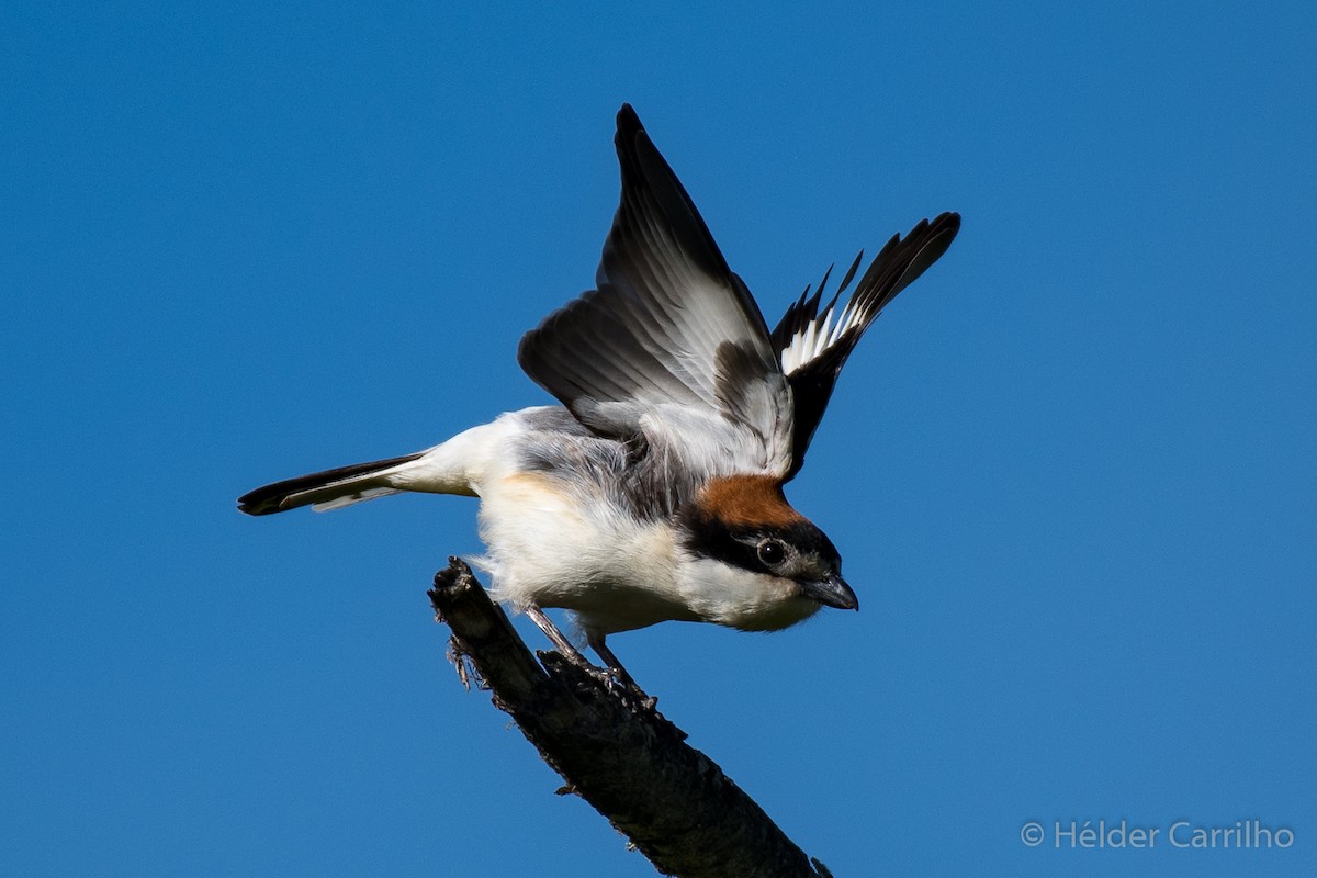 Woodchat Shrike - ML618721029