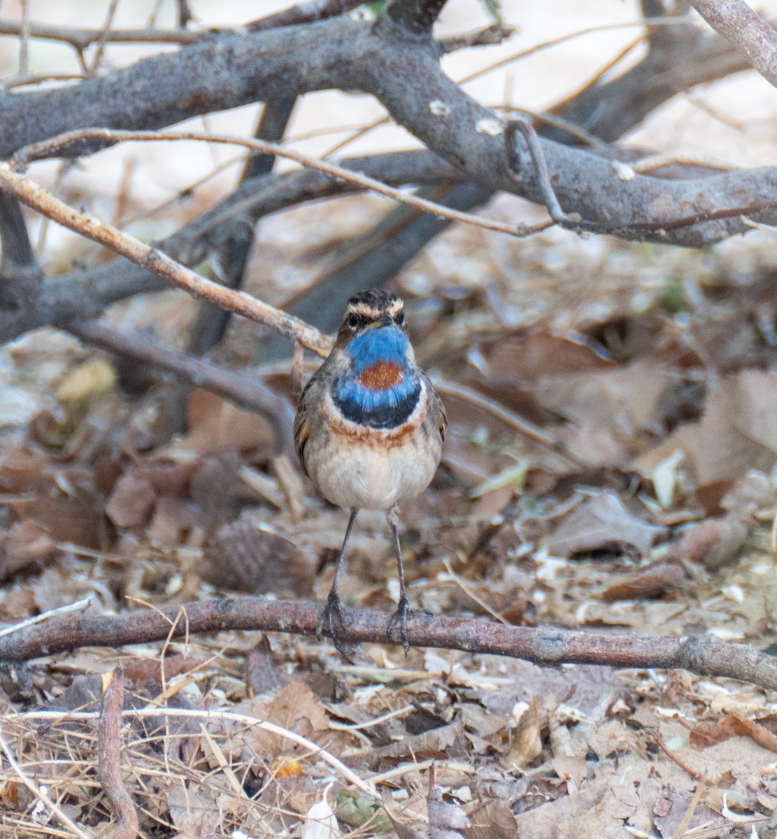 Blaukehlchen (Rotsterniges) - ML618721031