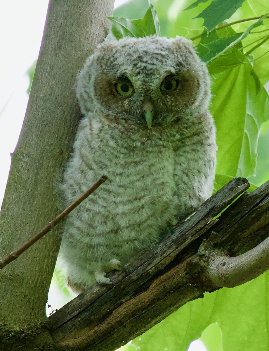 Eastern Screech-Owl - ML618721049