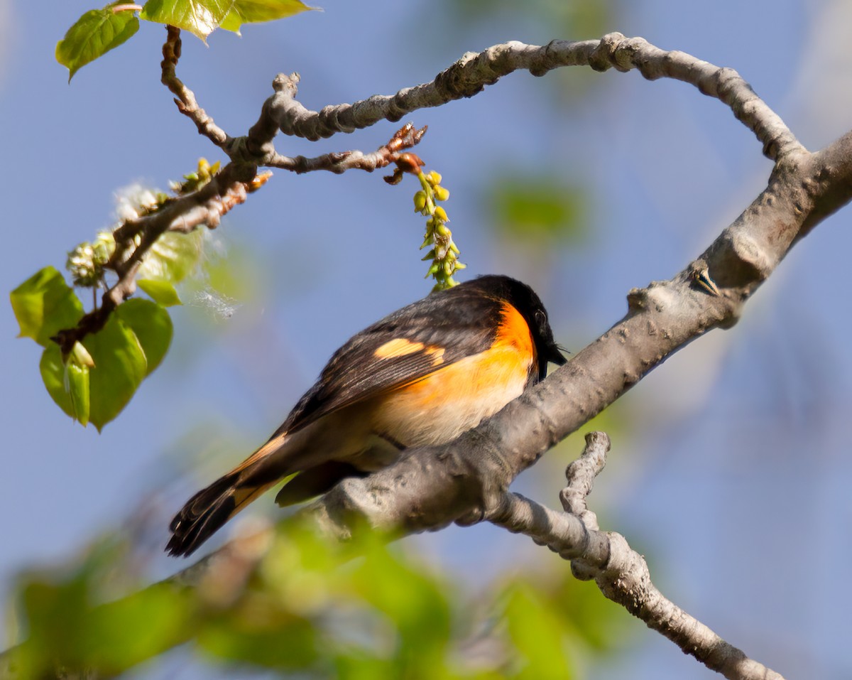 American Redstart - ML618721060