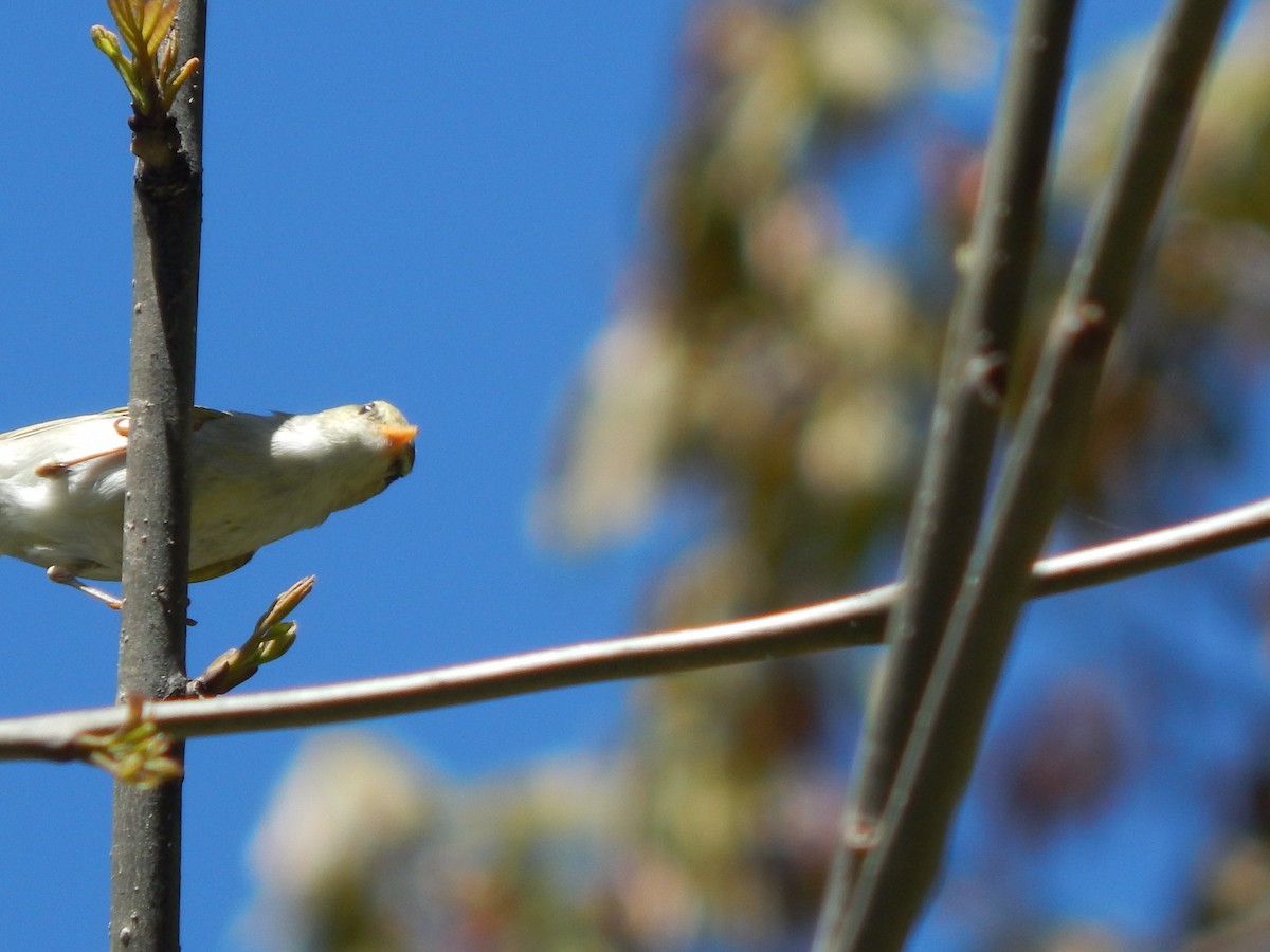 Western Crowned Warbler - Azan Karam