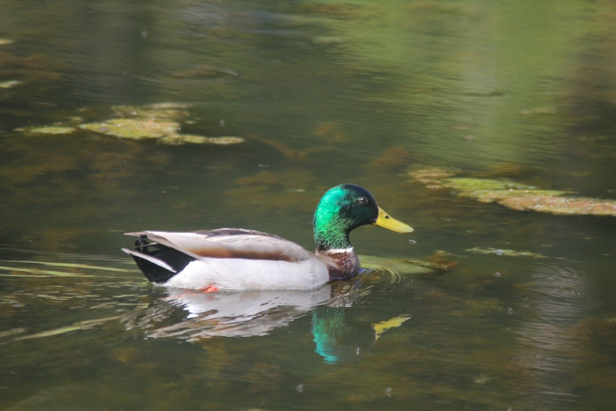 Mallard - kenneth reyes