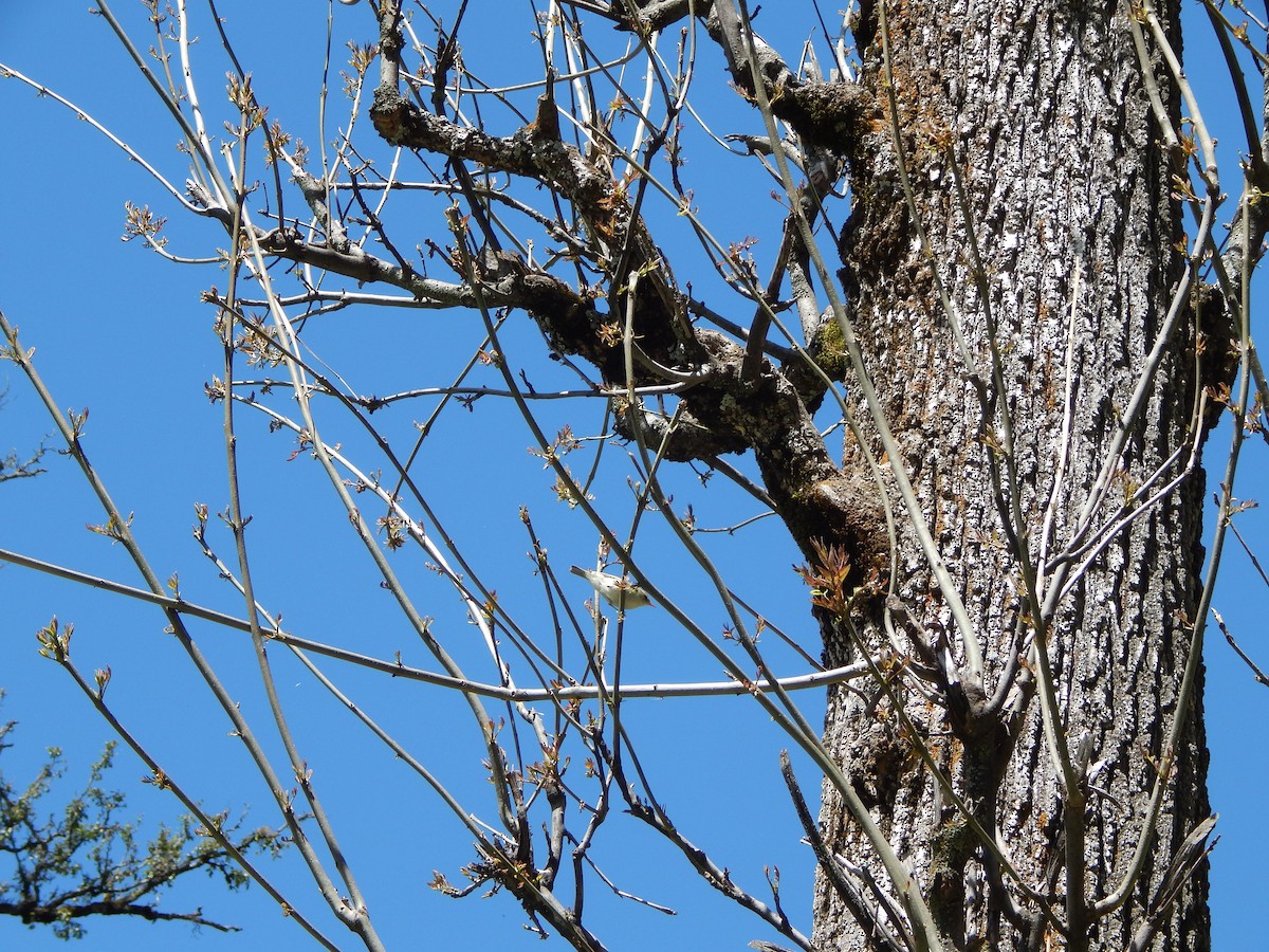 Western Crowned Warbler - Azan Karam