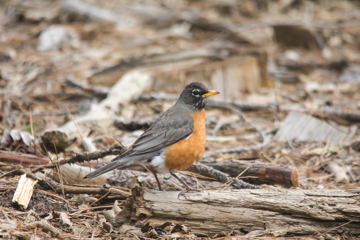 American Robin - ML618721079