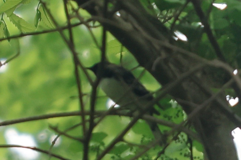 Black-throated Blue Warbler - Daniel Morton