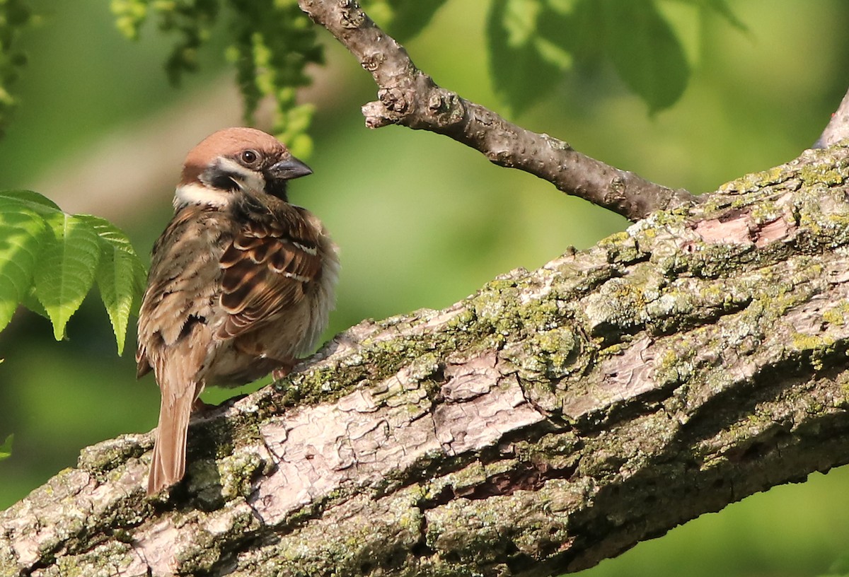 Eurasian Tree Sparrow - ML618721106